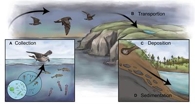 Reconstructing Long-Term Changes in Avian Populations Using Lake Sediments: Opening a Window Onto the Past